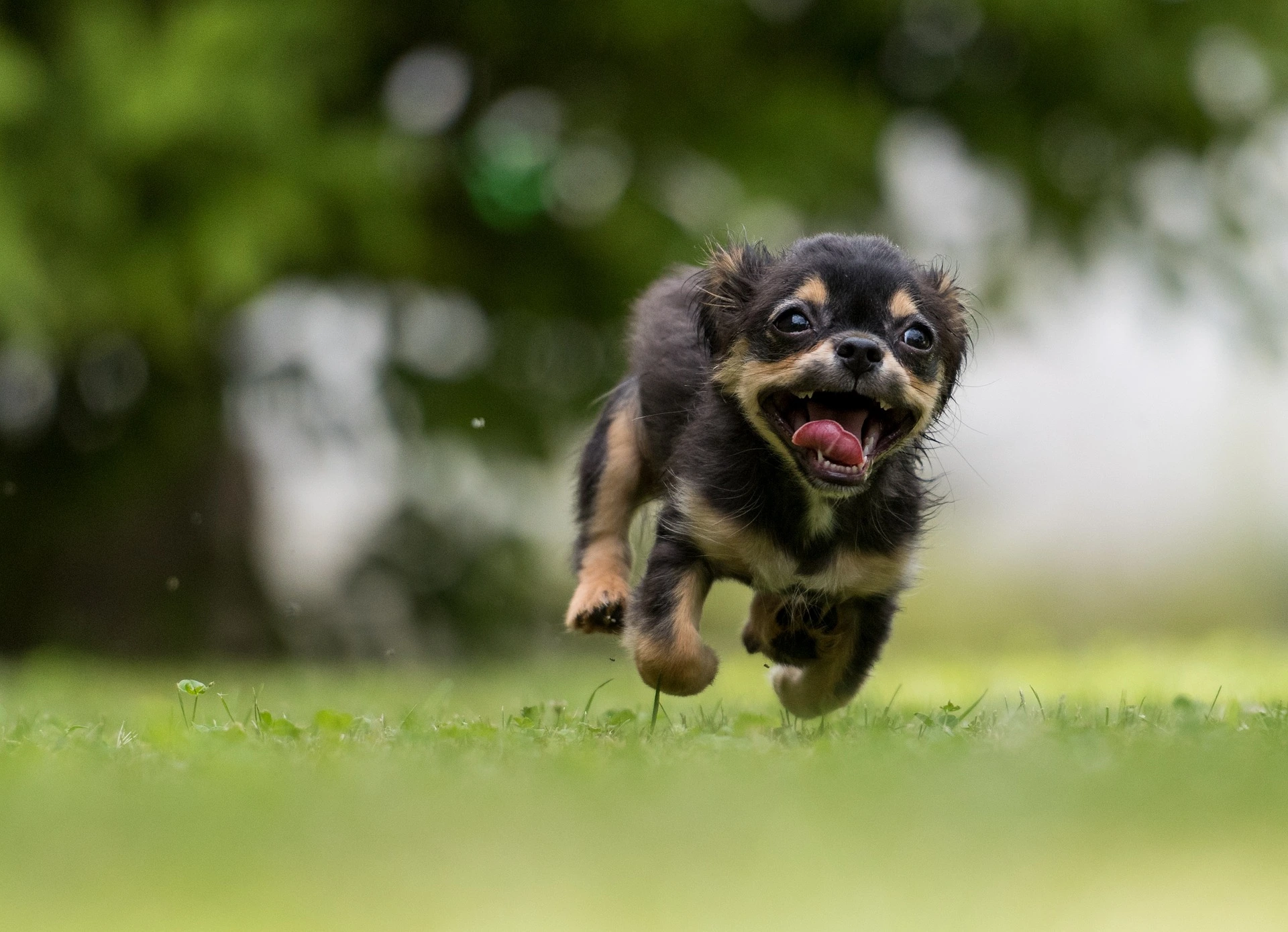 small dog running